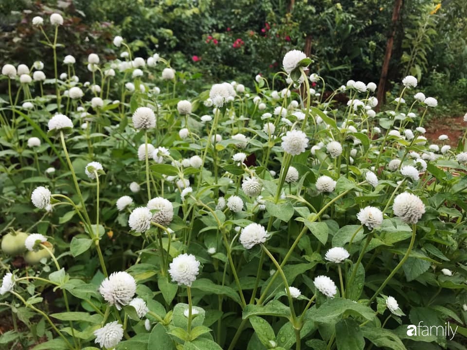 Khu vườn xanh tươi rộn ràng cây lá của cặp đôi quyết rời Sài Gòn tấp nập về núi rừng Tây Nguyên tìm chốn bình yên-14