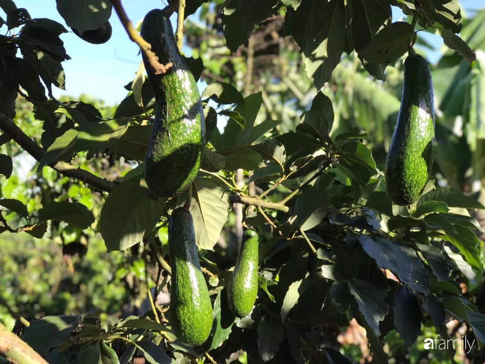 Khu vườn xanh tươi rộn ràng cây lá của cặp đôi quyết rời Sài Gòn tấp nập về núi rừng Tây Nguyên tìm chốn bình yên-16