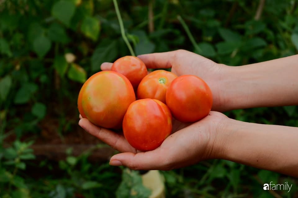 Khu vườn xanh tươi rộn ràng cây lá của cặp đôi quyết rời Sài Gòn tấp nập về núi rừng Tây Nguyên tìm chốn bình yên-17