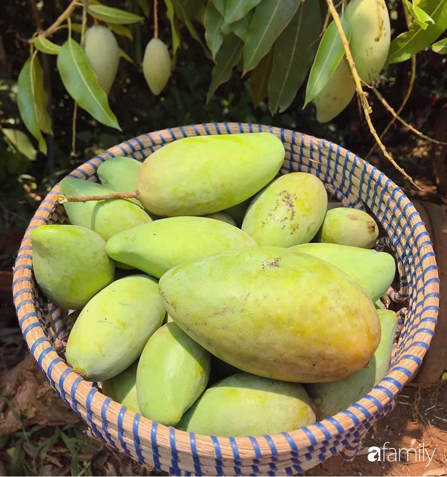 Khu vườn xanh tươi rộn ràng cây lá của cặp đôi quyết rời Sài Gòn tấp nập về núi rừng Tây Nguyên tìm chốn bình yên-18