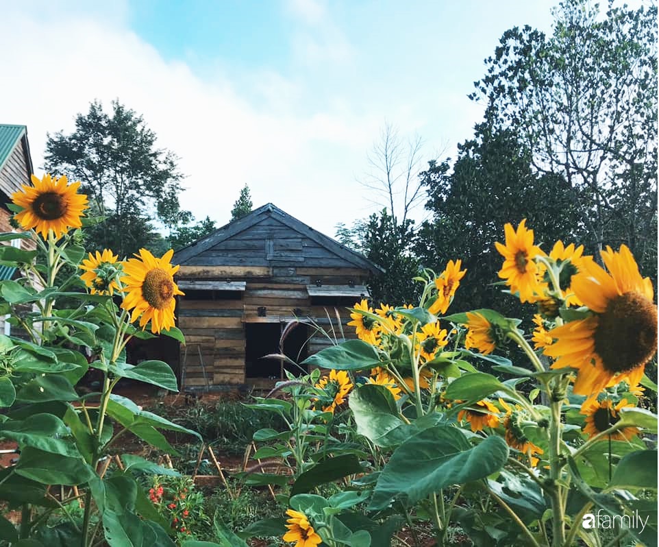 Khu vườn xanh tươi rộn ràng cây lá của cặp đôi quyết rời Sài Gòn tấp nập về núi rừng Tây Nguyên tìm chốn bình yên-20