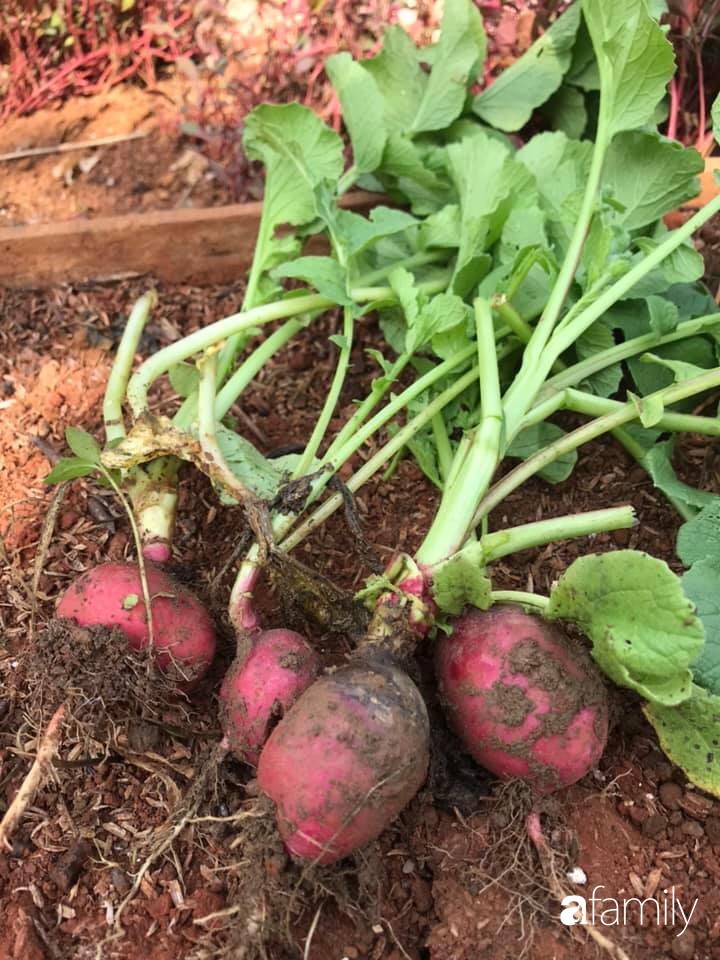 Khu vườn xanh tươi rộn ràng cây lá của cặp đôi quyết rời Sài Gòn tấp nập về núi rừng Tây Nguyên tìm chốn bình yên-21