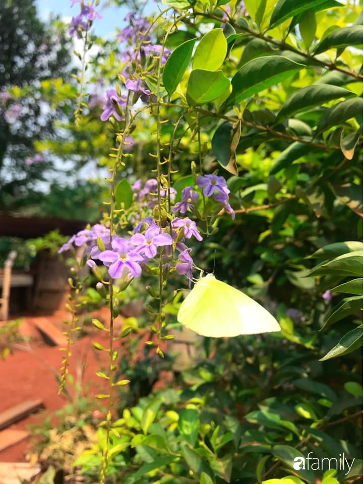 Khu vườn xanh tươi rộn ràng cây lá của cặp đôi quyết rời Sài Gòn tấp nập về núi rừng Tây Nguyên tìm chốn bình yên-23