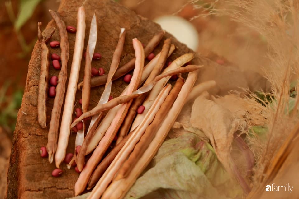 Khu vườn xanh tươi rộn ràng cây lá của cặp đôi quyết rời Sài Gòn tấp nập về núi rừng Tây Nguyên tìm chốn bình yên-24