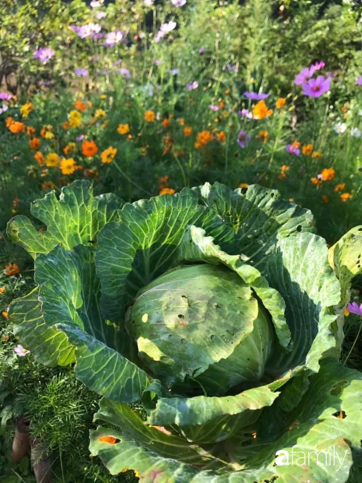 Khu vườn xanh tươi rộn ràng cây lá của cặp đôi quyết rời Sài Gòn tấp nập về núi rừng Tây Nguyên tìm chốn bình yên-25