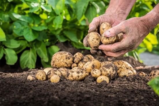 Đừng vứt vỏ trứng, vỏ chuối hay khoai tây mọc mầm đi vì chúng còn dùng được trong vô vàn việc hữu ích đây này!