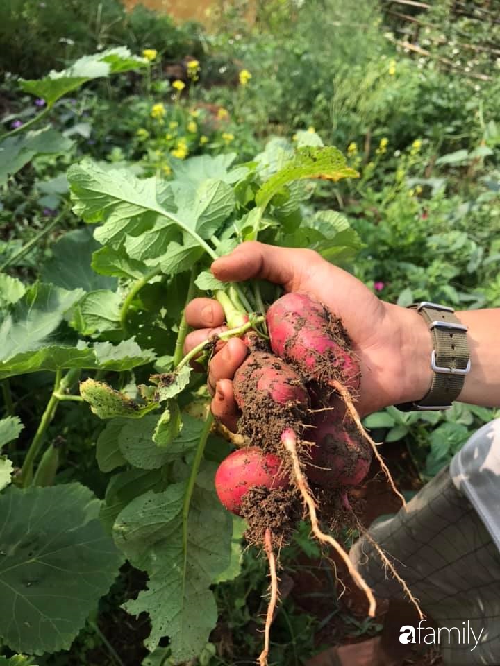 Khu vườn xanh tươi rộn ràng cây lá của cặp đôi quyết rời Sài Gòn tấp nập về núi rừng Tây Nguyên tìm chốn bình yên-26