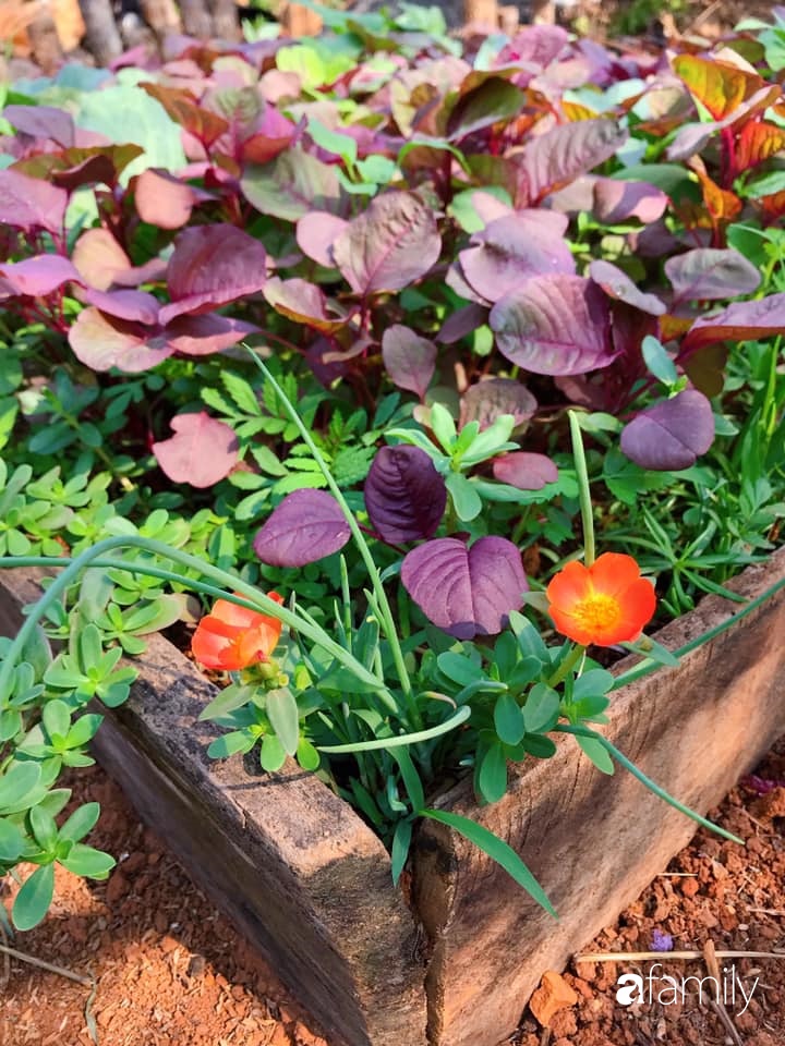 Khu vườn xanh tươi rộn ràng cây lá của cặp đôi quyết rời Sài Gòn tấp nập về núi rừng Tây Nguyên tìm chốn bình yên-27