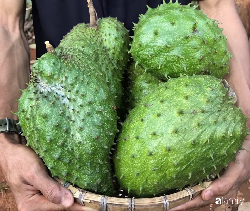 Khu vườn xanh tươi rộn ràng cây lá của cặp đôi quyết rời Sài Gòn tấp nập về núi rừng Tây Nguyên tìm chốn bình yên-28