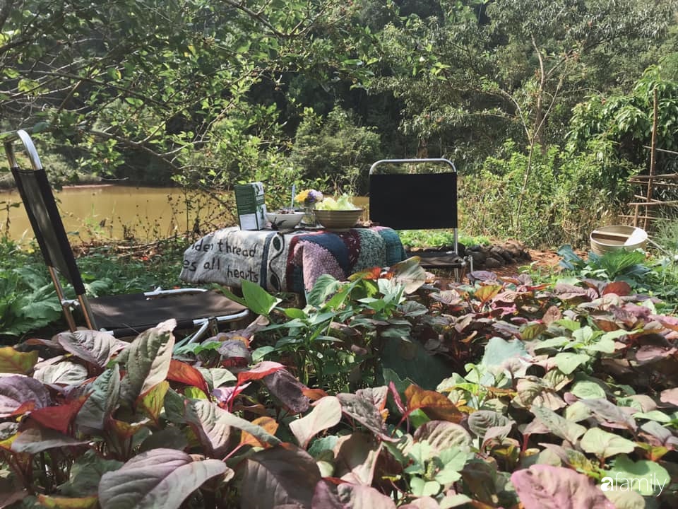 Khu vườn xanh tươi rộn ràng cây lá của cặp đôi quyết rời Sài Gòn tấp nập về núi rừng Tây Nguyên tìm chốn bình yên-29