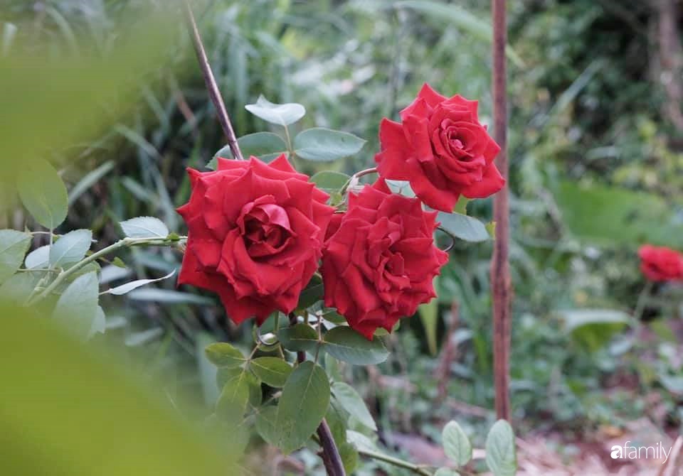 Khu vườn xanh tươi rộn ràng cây lá của cặp đôi quyết rời Sài Gòn tấp nập về núi rừng Tây Nguyên tìm chốn bình yên-30