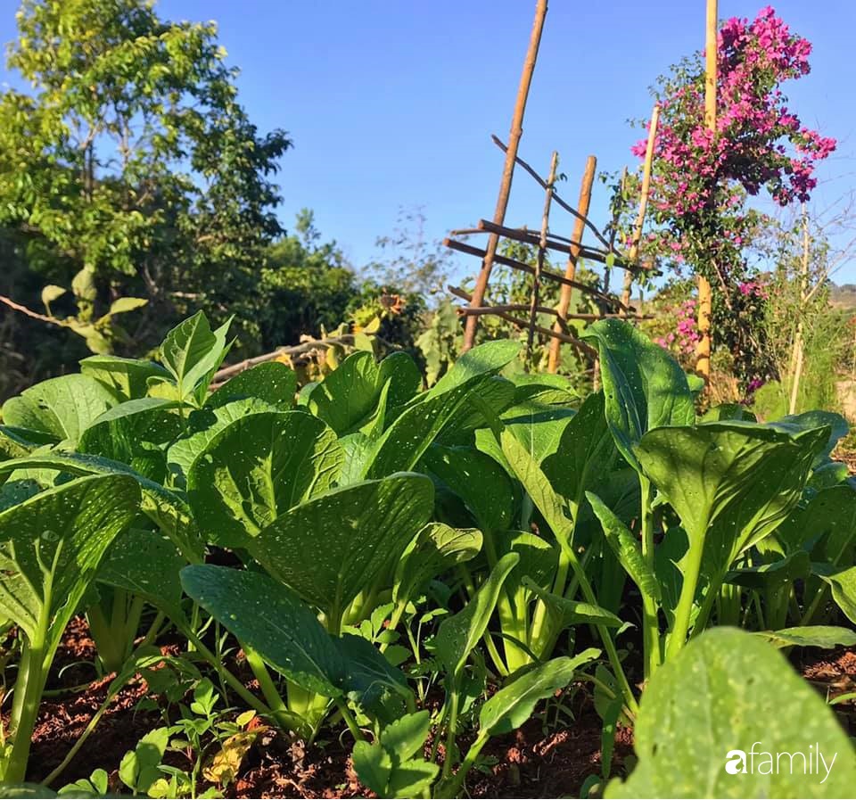 Khu vườn xanh tươi rộn ràng cây lá của cặp đôi quyết rời Sài Gòn tấp nập về núi rừng Tây Nguyên tìm chốn bình yên-31