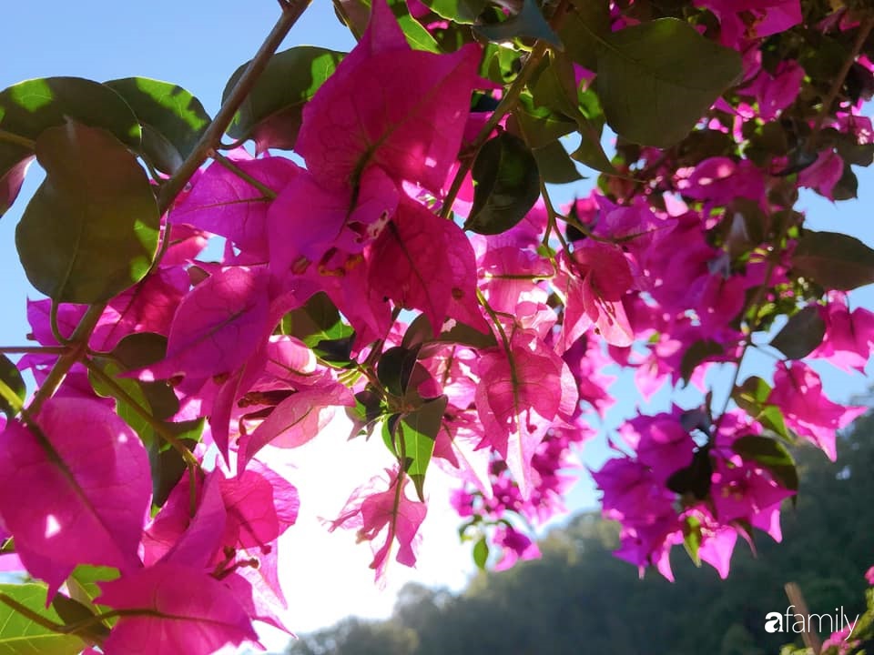 Khu vườn xanh tươi rộn ràng cây lá của cặp đôi quyết rời Sài Gòn tấp nập về núi rừng Tây Nguyên tìm chốn bình yên-32