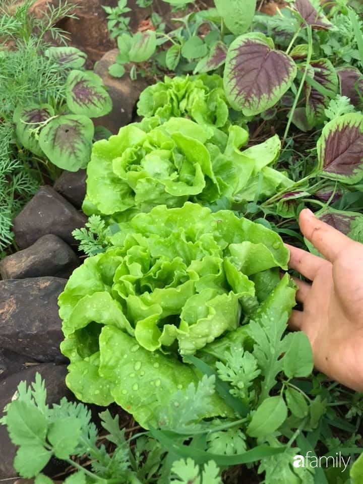 Khu vườn xanh tươi rộn ràng cây lá của cặp đôi quyết rời Sài Gòn tấp nập về núi rừng Tây Nguyên tìm chốn bình yên-34