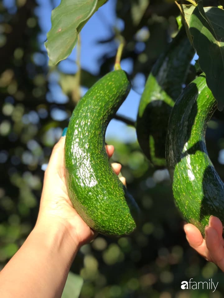 Khu vườn xanh tươi rộn ràng cây lá của cặp đôi quyết rời Sài Gòn tấp nập về núi rừng Tây Nguyên tìm chốn bình yên-38