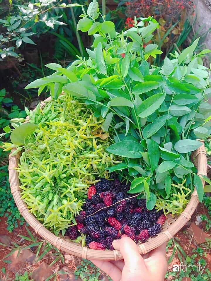 Khu vườn xanh tươi rộn ràng cây lá của cặp đôi quyết rời Sài Gòn tấp nập về núi rừng Tây Nguyên tìm chốn bình yên-39