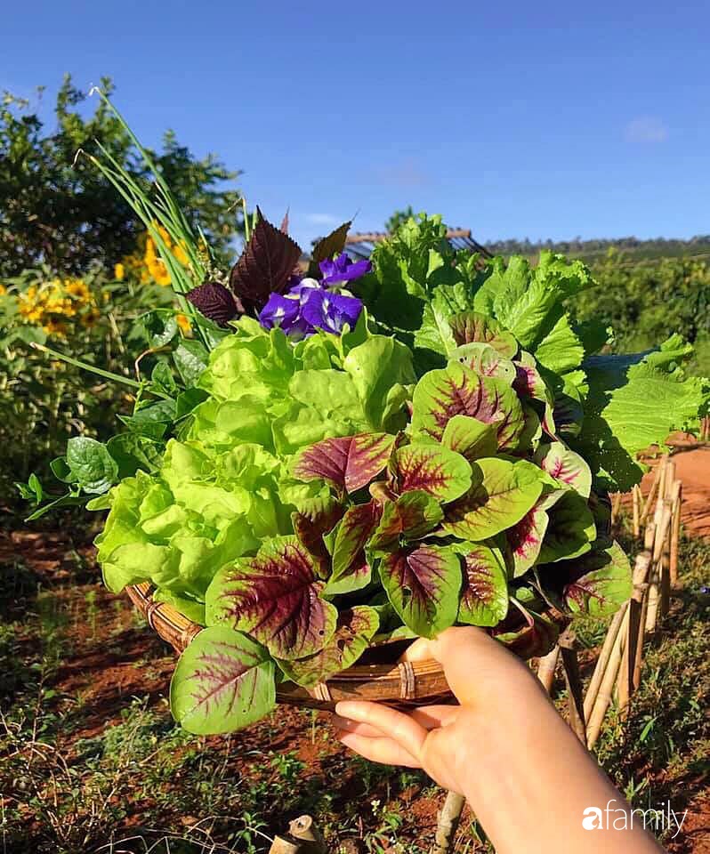 Khu vườn xanh tươi rộn ràng cây lá của cặp đôi quyết rời Sài Gòn tấp nập về núi rừng Tây Nguyên tìm chốn bình yên-40