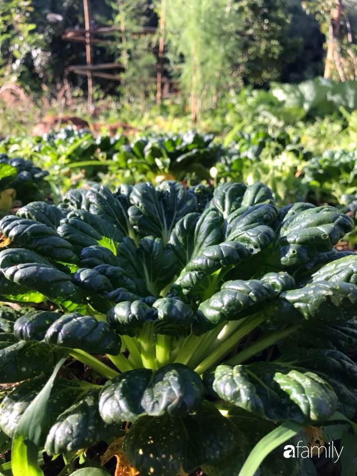 Khu vườn xanh tươi rộn ràng cây lá của cặp đôi quyết rời Sài Gòn tấp nập về núi rừng Tây Nguyên tìm chốn bình yên-41