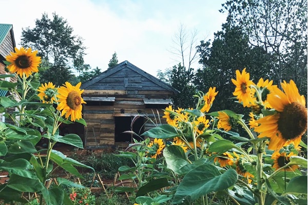 Khu vườn 200m² đậm chất quê với không gian thiền tĩnh tại, ấm cúng của bà mẹ Việt trên đất Mỹ-27