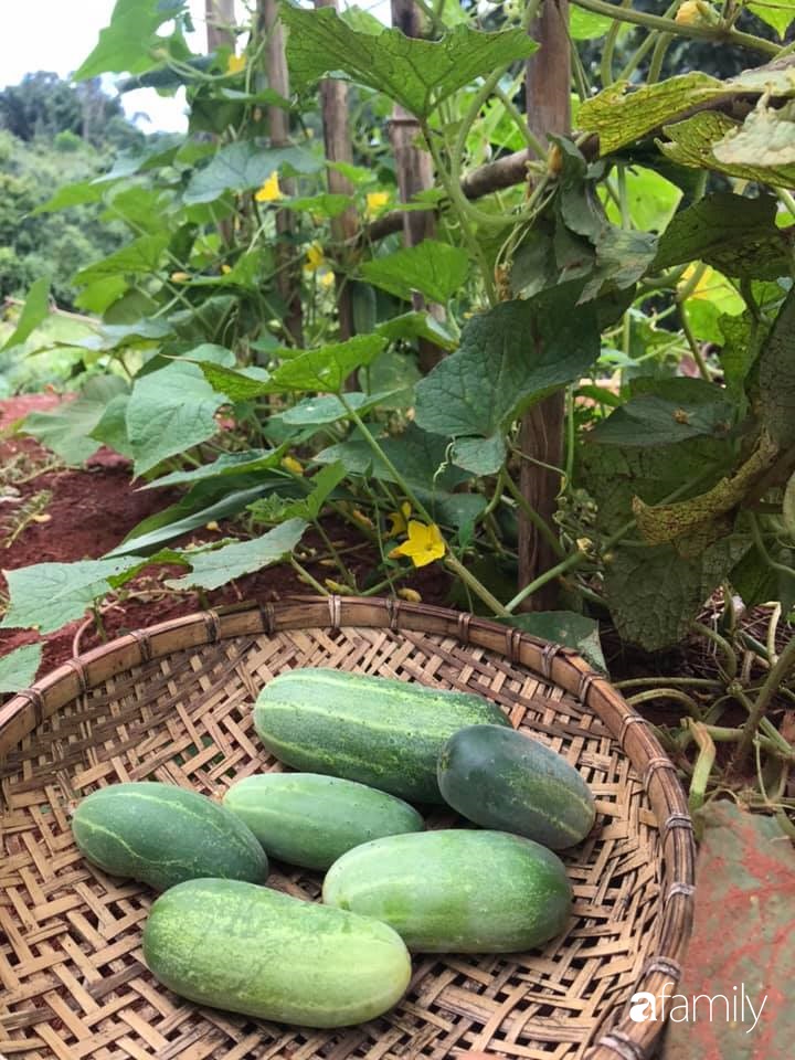 Khu vườn xanh tươi rộn ràng cây lá của cặp đôi quyết rời Sài Gòn tấp nập về núi rừng Tây Nguyên tìm chốn bình yên-36