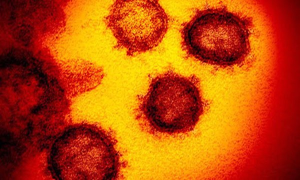 6 nhóm của virus SARS-CoV-2: Đợt dịch mới tại Việt Nam thuộc nhóm phổ biến nhất!-2