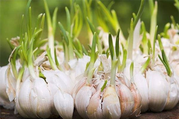 Mẹ chồng âm thầm đặt tỏi vào chỗ này, con dâu bất ngờ thấy điều lạ sau 1 đêm-1