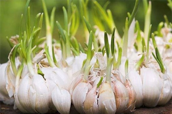 Mẹ chồng âm thầm đặt tỏi vào chỗ này, con dâu bất ngờ thấy điều lạ sau 1 đêm