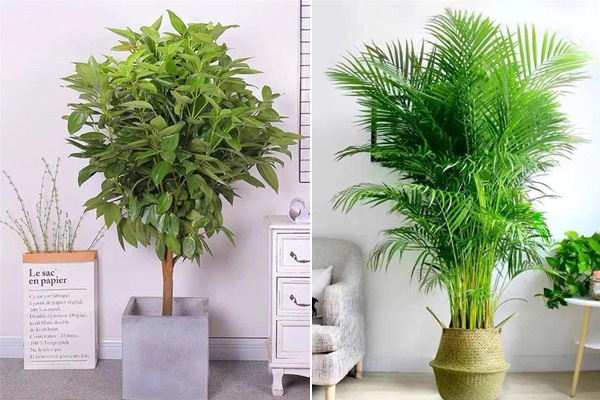 Mẹo trồng rau sạch trên ban công cực đơn giản, lại không gây mùi khó chịu-4