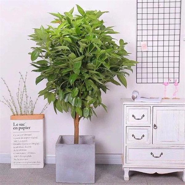 Trồng 4 loại cây này trong nhà, gia đình có ngay máy tạo độ ẩm tự nhiên, thanh lọc không khí tiết kiệm được khối tiền điện mỗi năm-1