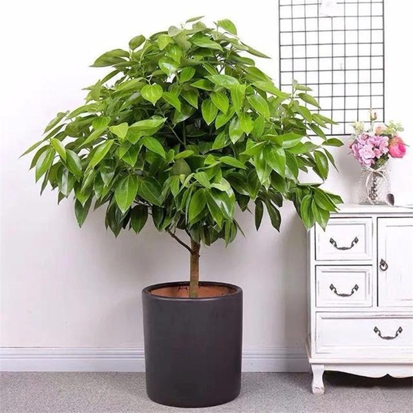 Trồng 4 loại cây này trong nhà, gia đình có ngay máy tạo độ ẩm tự nhiên, thanh lọc không khí tiết kiệm được khối tiền điện mỗi năm-2