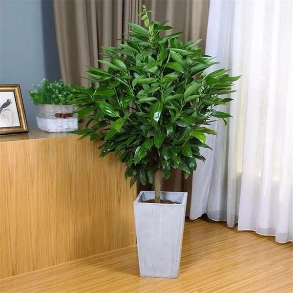 Trồng 4 loại cây này trong nhà, gia đình có ngay máy tạo độ ẩm tự nhiên, thanh lọc không khí tiết kiệm được khối tiền điện mỗi năm-3