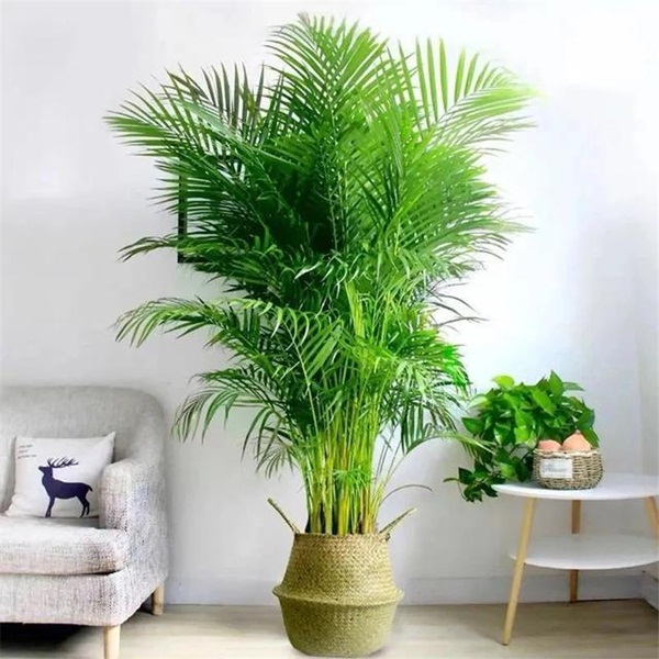 Trồng 4 loại cây này trong nhà, gia đình có ngay máy tạo độ ẩm tự nhiên, thanh lọc không khí tiết kiệm được khối tiền điện mỗi năm-4