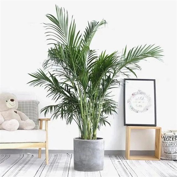 Trồng 4 loại cây này trong nhà, gia đình có ngay máy tạo độ ẩm tự nhiên, thanh lọc không khí tiết kiệm được khối tiền điện mỗi năm-5