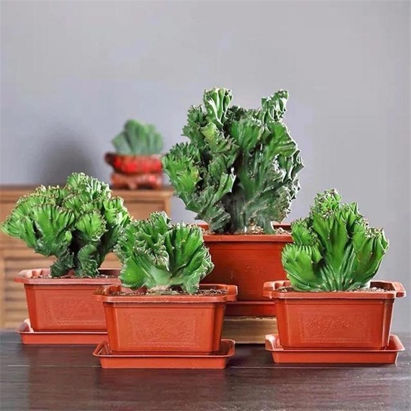 Trồng 4 loại cây này trong nhà, gia đình có ngay máy tạo độ ẩm tự nhiên, thanh lọc không khí tiết kiệm được khối tiền điện mỗi năm-7