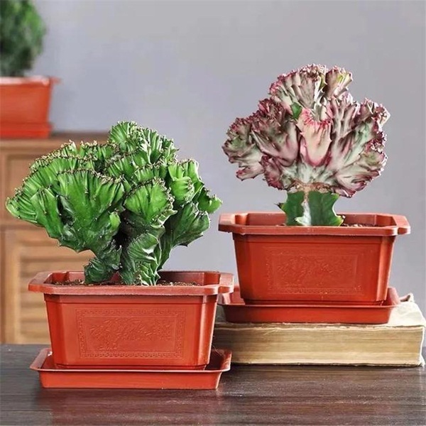 Trồng 4 loại cây này trong nhà, gia đình có ngay máy tạo độ ẩm tự nhiên, thanh lọc không khí tiết kiệm được khối tiền điện mỗi năm-8