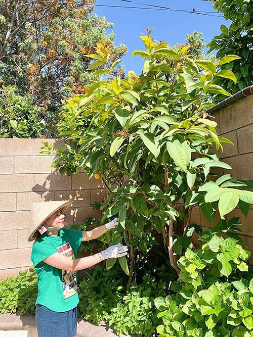 Tránh dịch tại gia, Thanh Thảo cùng các con chăm vườn, nhìn thành quả dân tình phải trầm trồ: Đã quá-1