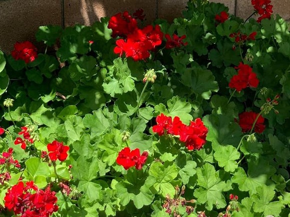 Tránh dịch tại gia, Thanh Thảo cùng các con chăm vườn, nhìn thành quả dân tình phải trầm trồ: Đã quá-5