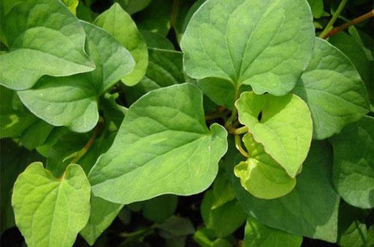 Bà bầu không nên ăn 7 loại rau này: Loại rau thứ 3 đứng đầu danh sách nguy hiểm nhất-4