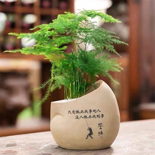 Trồng 4 loại cây này trong nhà, gia đình có ngay máy tạo độ ẩm tự nhiên, thanh lọc không khí tiết kiệm được khối tiền điện mỗi năm-11