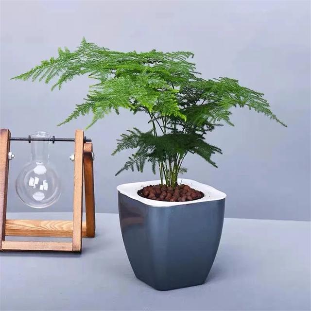 Trồng 4 loại cây này trong nhà, gia đình có ngay máy tạo độ ẩm tự nhiên, thanh lọc không khí tiết kiệm được khối tiền điện mỗi năm-9