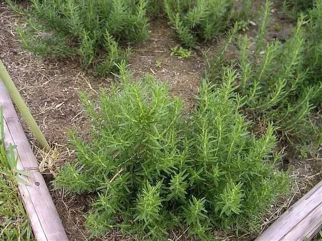 Đặt 3 chậu hoa trong nhà không những đẹp - thơm mà còn xua đuổi muỗi hiệu quả hơn cả thuốc xịt-7