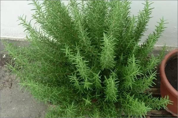 Đặt 3 chậu hoa trong nhà không những đẹp - thơm mà còn xua đuổi muỗi hiệu quả hơn cả thuốc xịt-9