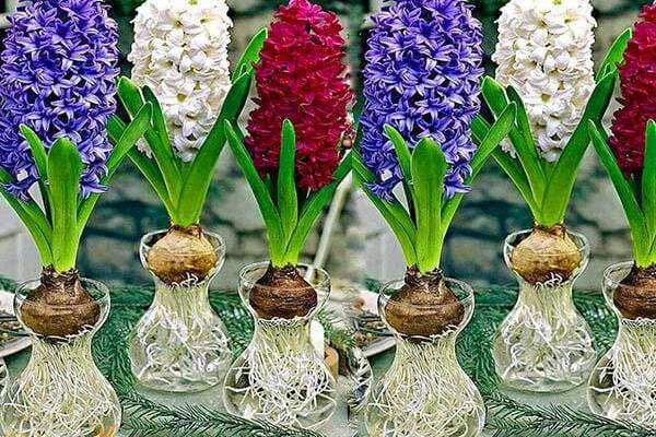 Loại cây phong thuỷ chỉ cần có nước là sống, dân văn phòng chưa có phải mua ngay-2