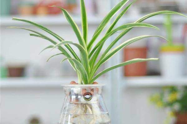 Loại cây phong thuỷ chỉ cần có nước là sống, dân văn phòng chưa có phải mua ngay-5