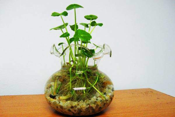 Loại cây phong thuỷ chỉ cần có nước là sống, dân văn phòng chưa có phải mua ngay-6