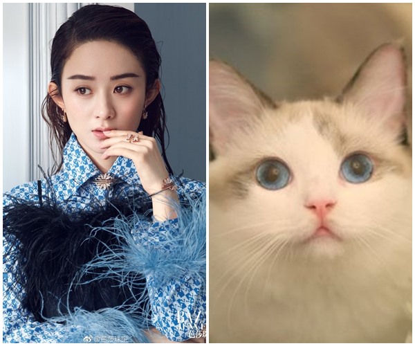 Sáng nào chồng cũng xin 3 túi sữa trữ đông cho đồng nghiệp nuôi mèo, một lần tôi nhắn tin hỏi thăm thì chết sững với câu trả lời này-1