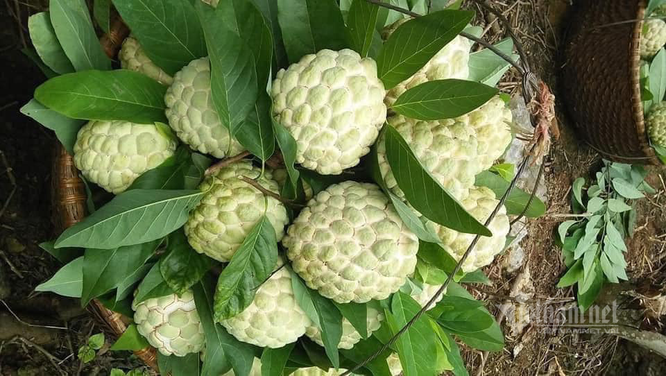 Đặc sản núi đá Xứ Lạng về Hà Nội, giá đắt gấp đôi vẫn đắt hàng-1