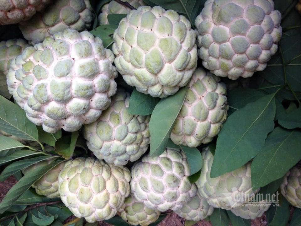 Đặc sản núi đá Xứ Lạng về Hà Nội, giá đắt gấp đôi vẫn đắt hàng-4