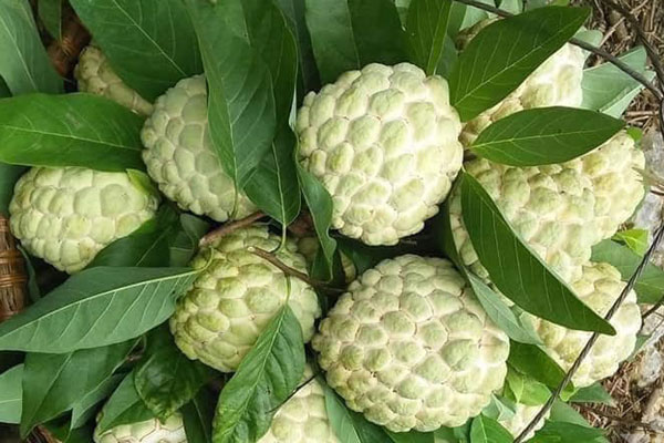 Loại na đặc biệt ở Hải Phòng, dân buôn về tận vườn canh mua-4