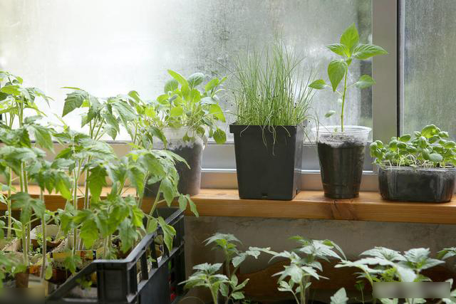 Mẹo trồng rau sạch trên ban công cực đơn giản, lại không gây mùi khó chịu-1